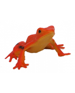 Scared Stiff Frog
